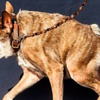 Dünyanın en çirkin köpeği: Quasi Modo Dünyanın en çirkin köpeği: Quasi Modo