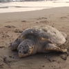 Dikili'de �l� caretta caretta bulundu Dikili'de �l� caretta caretta bulundu