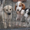 Çocukların Yavru Köpek Sevgisi Çocukların Yavru Köpek Sevgisi