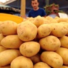 Patates üreticisinin Suriye sevinci