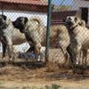 Polisin yanında artık ‘Kangal’ köpeği olacak