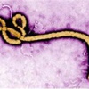 İlk Ebola aşısı yola çıktı İlk Ebola aşısı yola çıktı