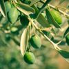 Zeytin yaprağındaki Oleorupin maddesi nedir, etkileri neler, virüse karşı koruyor mu? Zeytin yaprağı çayı nasıl demlenir?