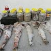Bitlis'te terör operasyonu Bitlis'te terör operasyonu