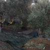 Zeytin hasadı havadan görüntülendi Zeytin hasadı havadan görüntülendi