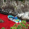 Taiji koyu balina katliamıyla renk değiştirdi