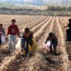 Tarlada kalan kirli ve saçılmış pamuklar geçim kaynağı ... Tarlada kalan kirli ve saçılmış pamuklar geçim kaynağı ...