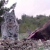Karaman'da vaşak görüntülendi Karaman'da vaşak görüntülendi