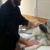 Aydın o köpek ölmek üzereyken bulunup, tedaviye alındı