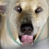 Tayland sokaklarını artık 'köpekler' koruyacak