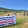 Foça’da, Zeytin Fidanları Toprakla Buluşturuldu Foça’da, Zeytin Fidanları Toprakla Buluşturuldu