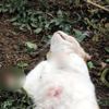 6 kedi ayakları kesilmiş halde bulundu 6 kedi ayakları kesilmiş halde bulundu