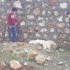 Köpekleri katleden cani yakalandı