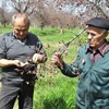 Malatya kayısısını don vurdu Malatya kayısısını don vurdu