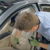 Mercedes, Bentley, Porsche ne ararsan var! Noter onaylı otomobil şebekesi