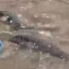 Balon balıkları Alanya sahilinde görüntülendi