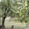 Zeytinlik tasarısı geri çekiliyor