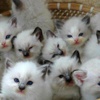 Japonya'da ilginç kedi istilası Japonya'da ilginç kedi istilası