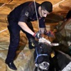 Kaçan inek çadıra düştü Kaçan inek çadıra düştü