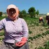 Sokağa çıkma kısıtlamasından etkilenmeyen çiftçiler ... Sokağa çıkma kısıtlamasından etkilenmeyen çiftçiler ...