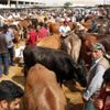 Şanlıurfa da kurban pazarında hareketlilik Şanlıurfa da kurban pazarında hareketlilik