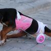 Sokakta bulduğu felçli köpeği yaşattı Sokakta bulduğu felçli köpeği yaşattı