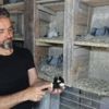 Güvercinler civciv çıkardı Güvercinler civciv çıkardı