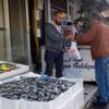 (Özel) Hamsi fiyatı Karadeniz de 7 TL ye düştü