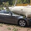 190 yaşındaki çınar lüks otomobili hurdaya çevirdi 190 yaşındaki çınar lüks otomobili hurdaya çevirdi