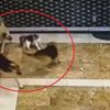 Yavrusuna saldıran üç köpeği böyle kovaladı Yavrusuna saldıran üç köpeği böyle kovaladı