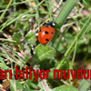 Funda Ocak DHMİ Genel Müdürü oldu Funda Ocak DHMİ Genel Müdürü oldu