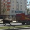 Kamyonun arkasına bağlayıp sürüklediler