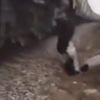 TikTok'a video çekerken canından oldu TikTok'a video çekerken canından oldu