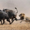 Aslan bu avın sonunu düşünemedi Aslan bu avın sonunu düşünemedi