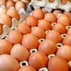 Yumurta yemek için 4 akıllı neden Yumurta yemek için 4 akıllı neden