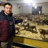 Bursa'da herkes İle de France ırkına mensup kuzuların peşinde Bursa'da herkes İle de France ırkına mensup kuzuların peşinde