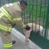 Kapıya sıkışan köpeği itfaiye kurtardı