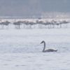 İzmit Körfezi flamingo ve kuğularla şenlendi İzmit Körfezi flamingo ve kuğularla şenlendi