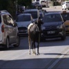 Sahibinin Elinden Kaçan Boğa 4 Kişiyi Yaraladı
