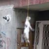 Apartmanın girişinde ipte asılı kedi bulundu Apartmanın girişinde ipte asılı kedi bulundu