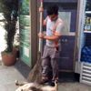 (Özel) Temizlik işçisinden köpeğe masaj (Özel) Temizlik işçisinden köpeğe masaj