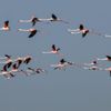 Flamingoların Tuz Gölü yolculuğu Flamingoların Tuz Gölü yolculuğu
