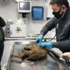 Köpeklerin yaraladığı yavru çakal tedavisinin ardından yeniden doğaya salındı Köpeklerin yaraladığı yavru çakal tedavisinin ardından yeniden doğaya salındı
