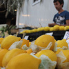Limon fiyatı el yakıyor Limon fiyatı el yakıyor