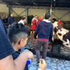 Uyarılar yine fayda etmedi: Kurbanlıkları çocukların gözleri önünde kestiler