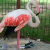 Yaralı flamingo protez ayakla hayata döndü Yaralı flamingo protez ayakla hayata döndü