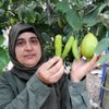 Hatay'da bibere benzeyen limon Hatay'da bibere benzeyen limon