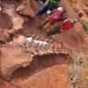Arjantin’de tarihteki en büyük hayvanın fosili bulundu. Tam tamına 98 milyon yıllık