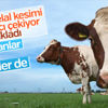 Belçika'da helal kesim yasağı