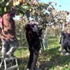 Bartın çorak araziyi kivi bahçesine çevirdi Bartın çorak araziyi kivi bahçesine çevirdi